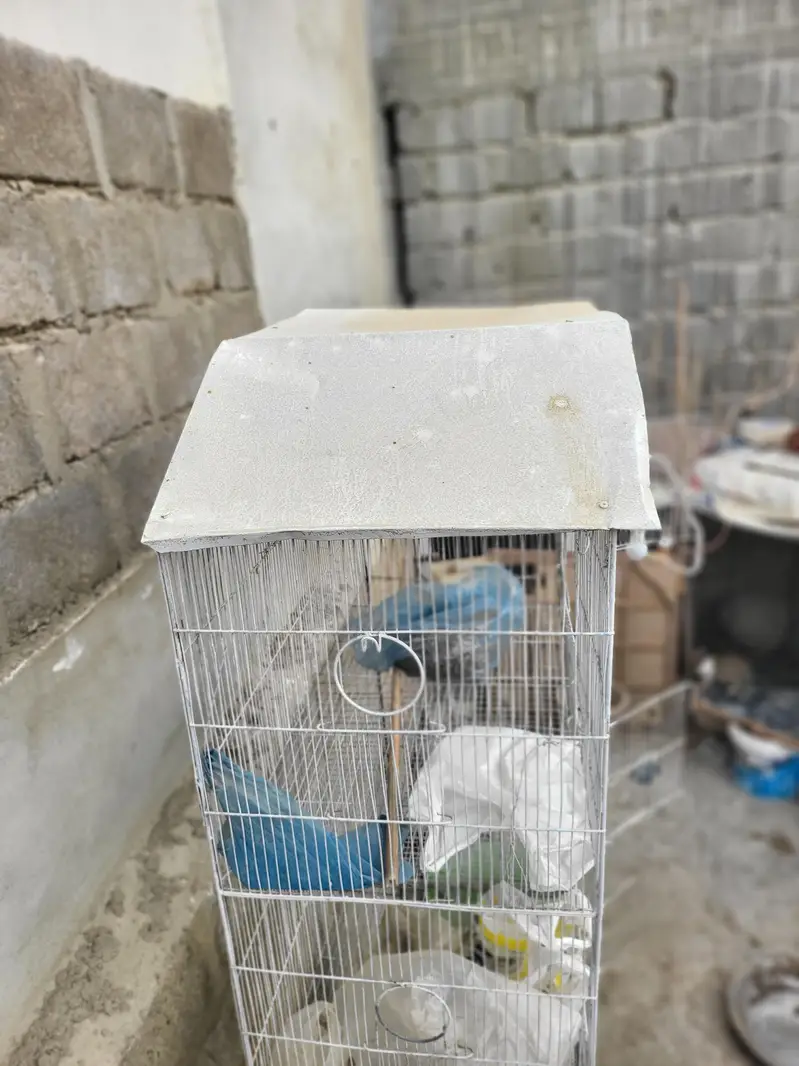 Pinjra For Sale Urgent Sale cage — photo 6