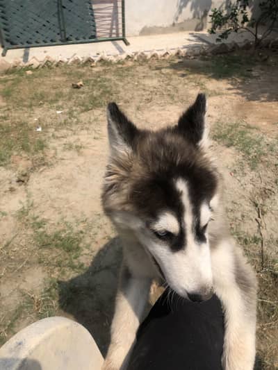 Siberian Huskey (Coco)
