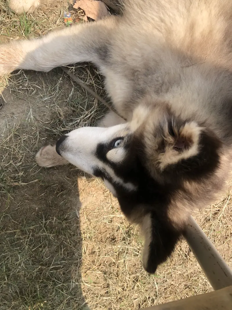 Siberian Huskey (Coco) — photo 2