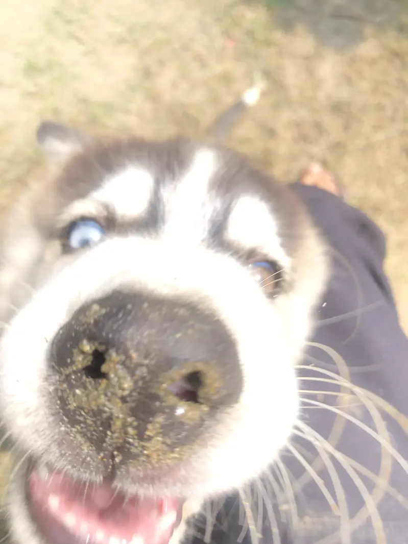 Siberian Huskey (Coco) — photo 3