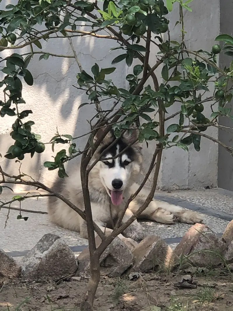 Siberian Huskey (Coco) — photo 4