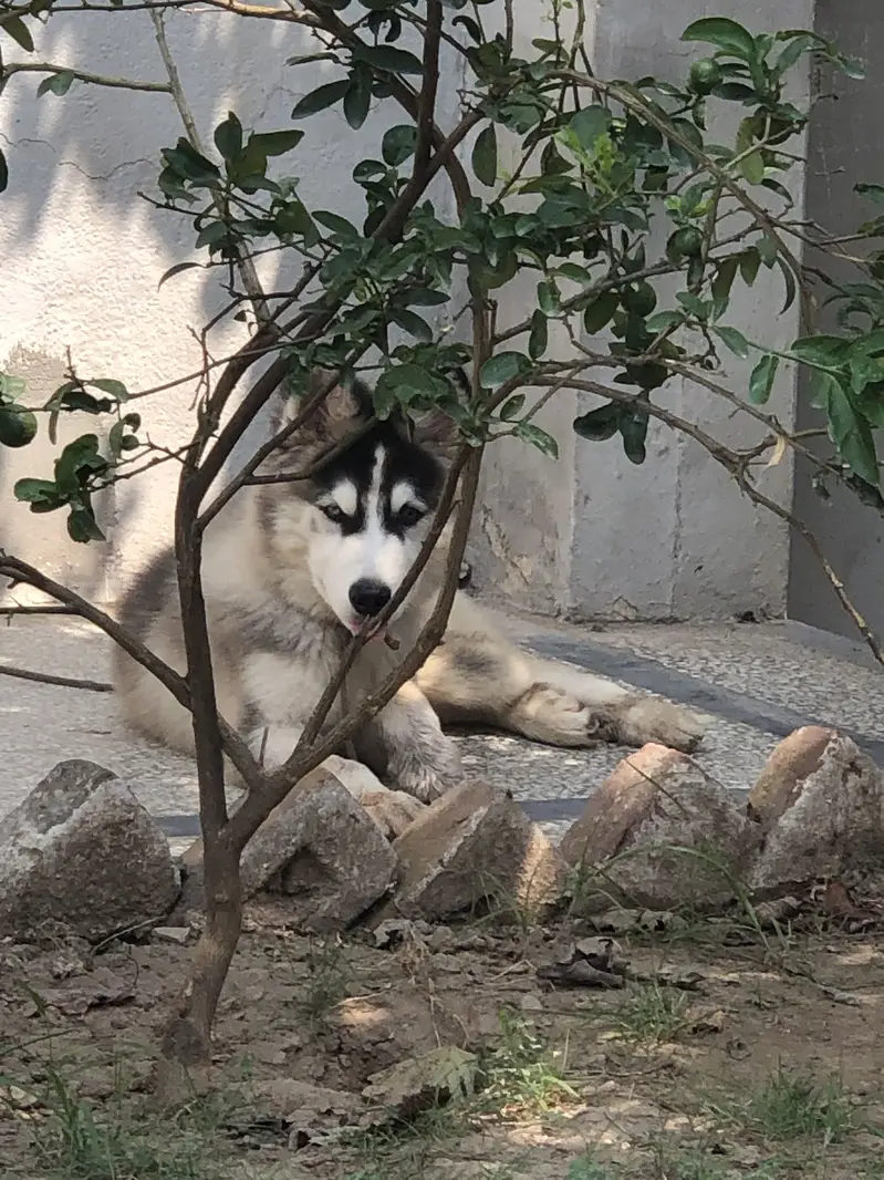 Siberian Huskey (Coco) — photo 5