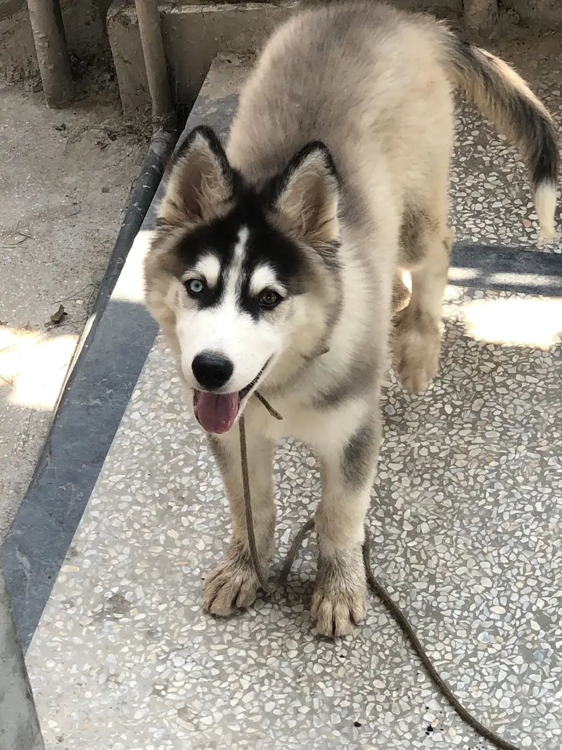 Siberian Huskey (Coco) — photo 6