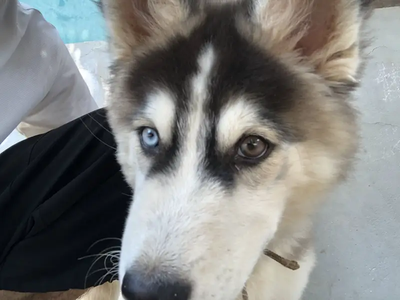 Siberian Huskey (Coco) — photo 7