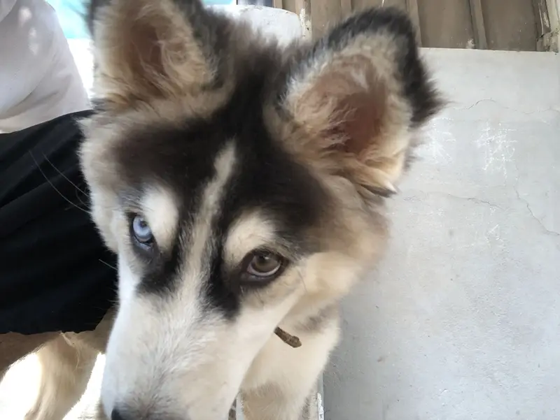 Siberian Huskey (Coco) — photo 8