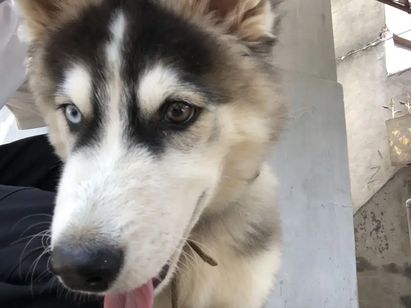 Siberian Huskey (Coco) — photo 9