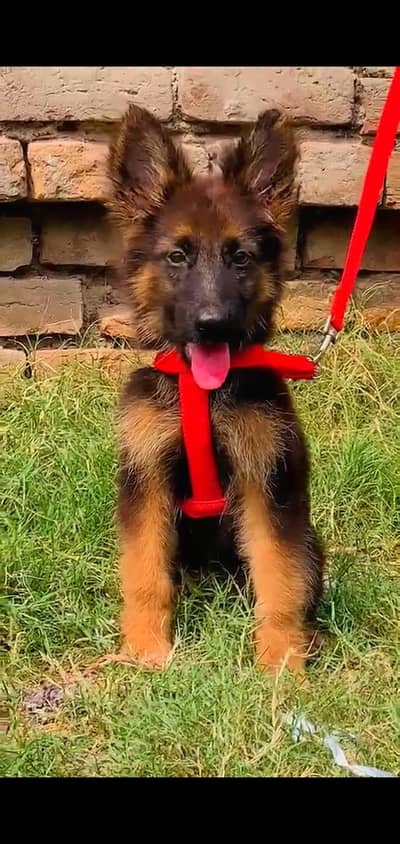 German shepherd male for sale age 3 month