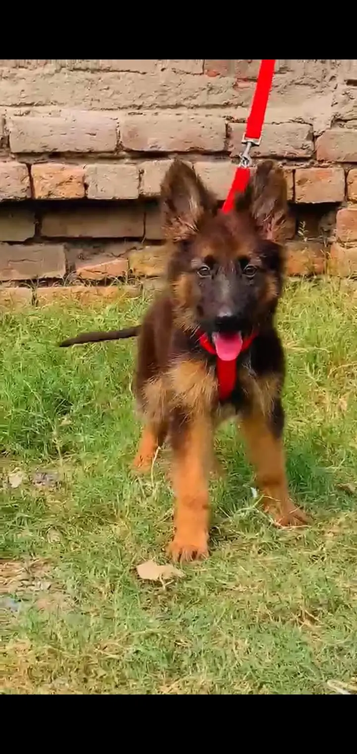 German shepherd male for sale age 3 month — photo 2