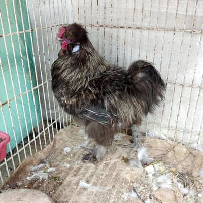 Silkie breeder male