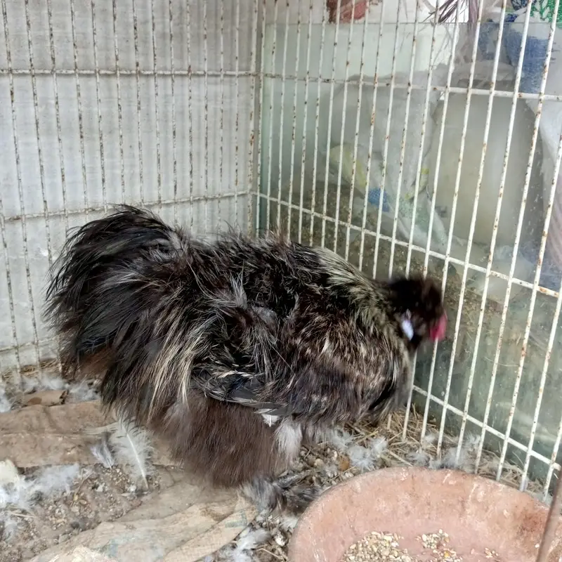 Silkie breeder male — photo 2