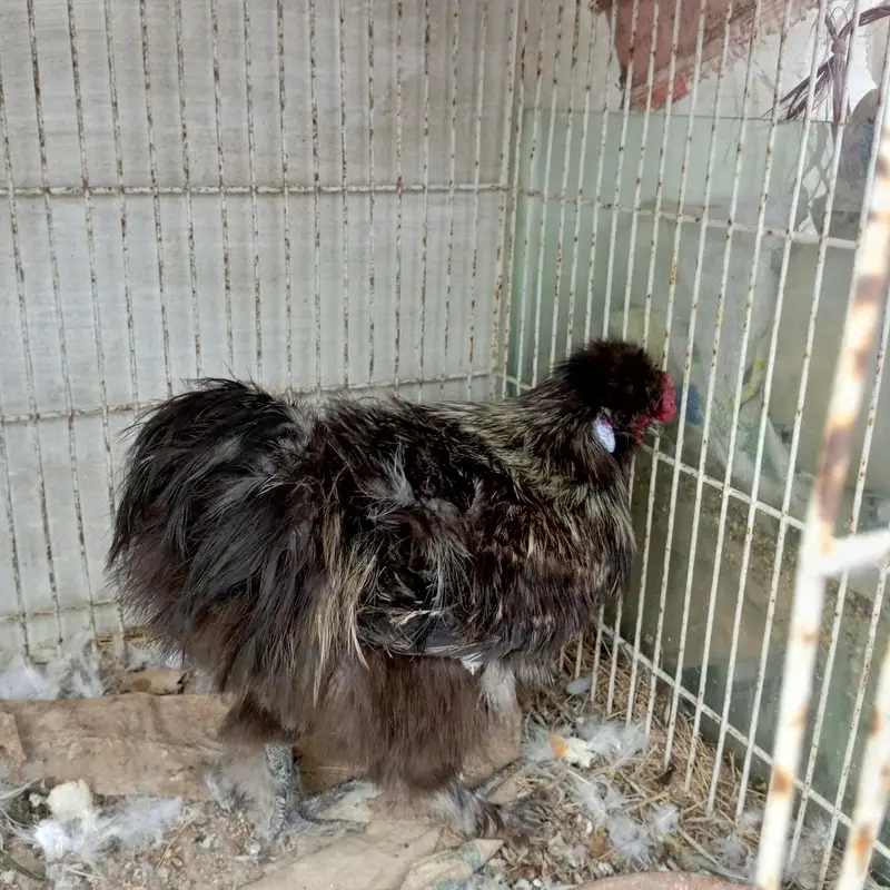 Silkie breeder male — photo 3