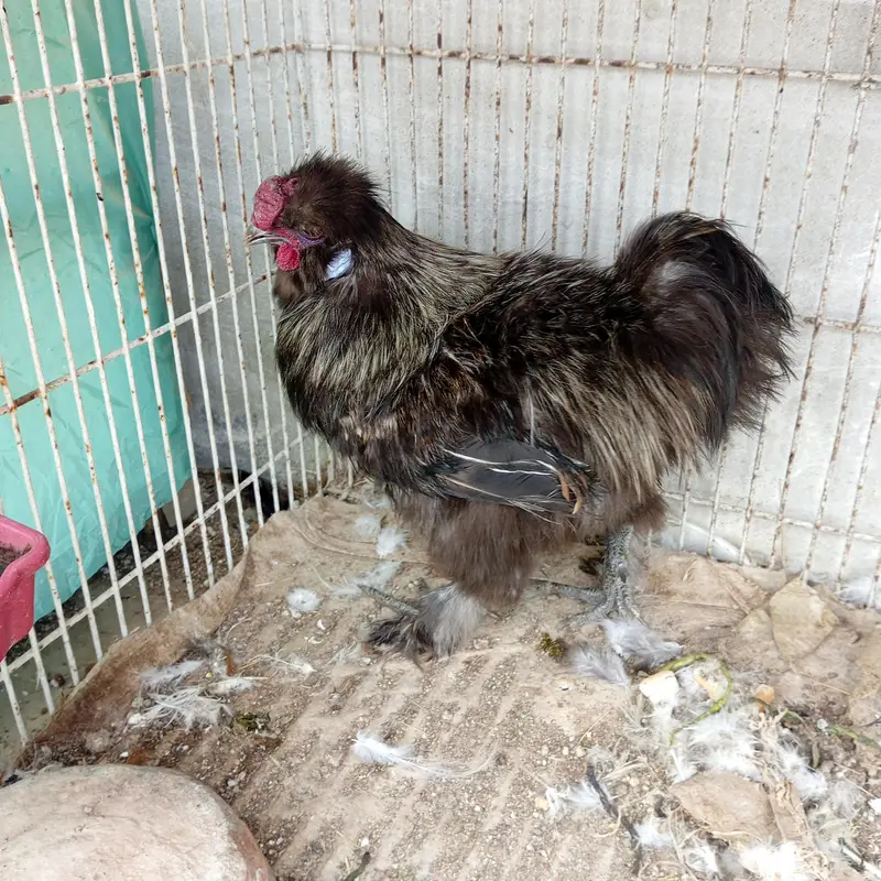 Silkie breeder male — photo 4