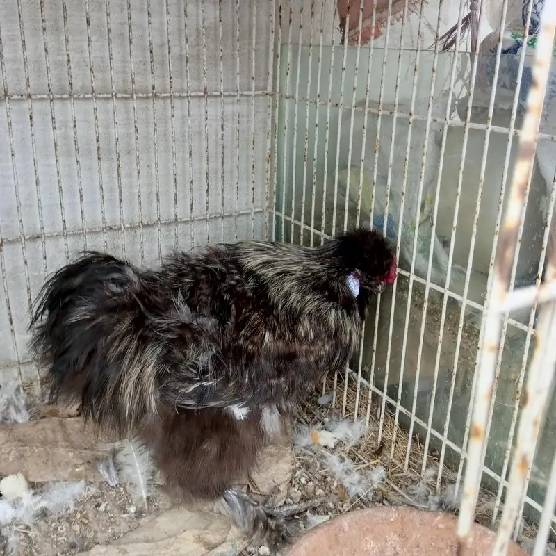 Silkie breeder male — photo 5