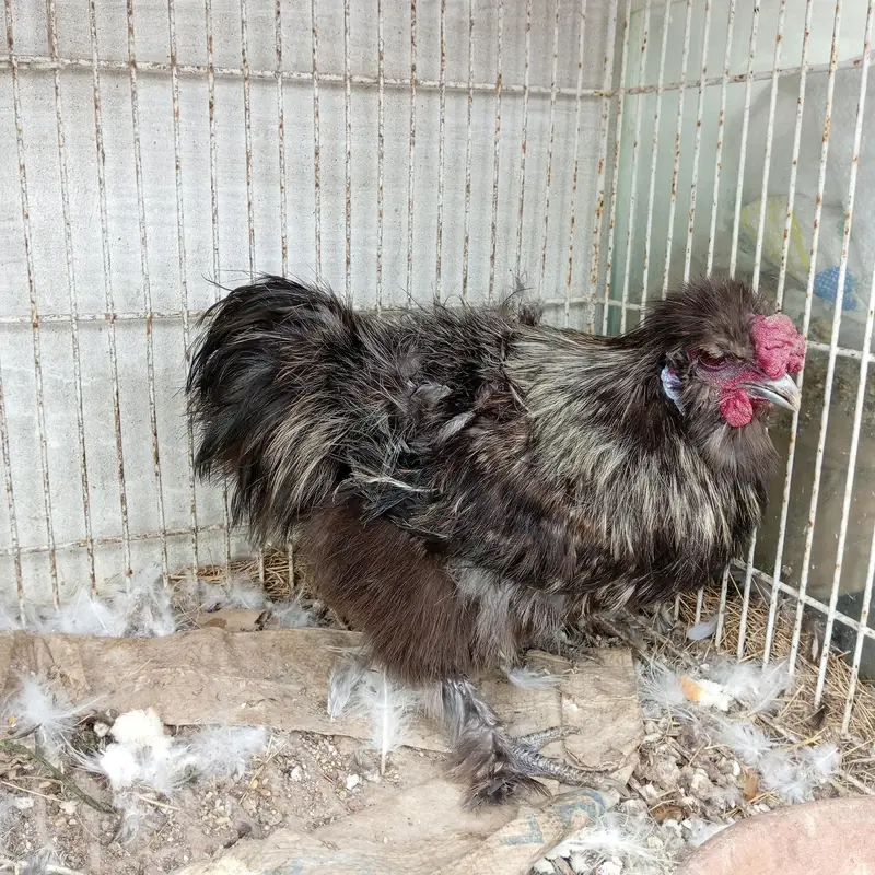 Silkie breeder male — photo 6