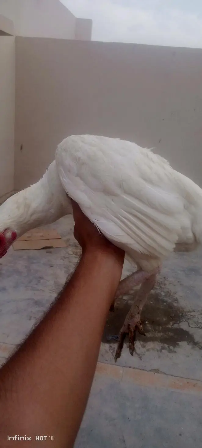 aseel Heera — photo 8