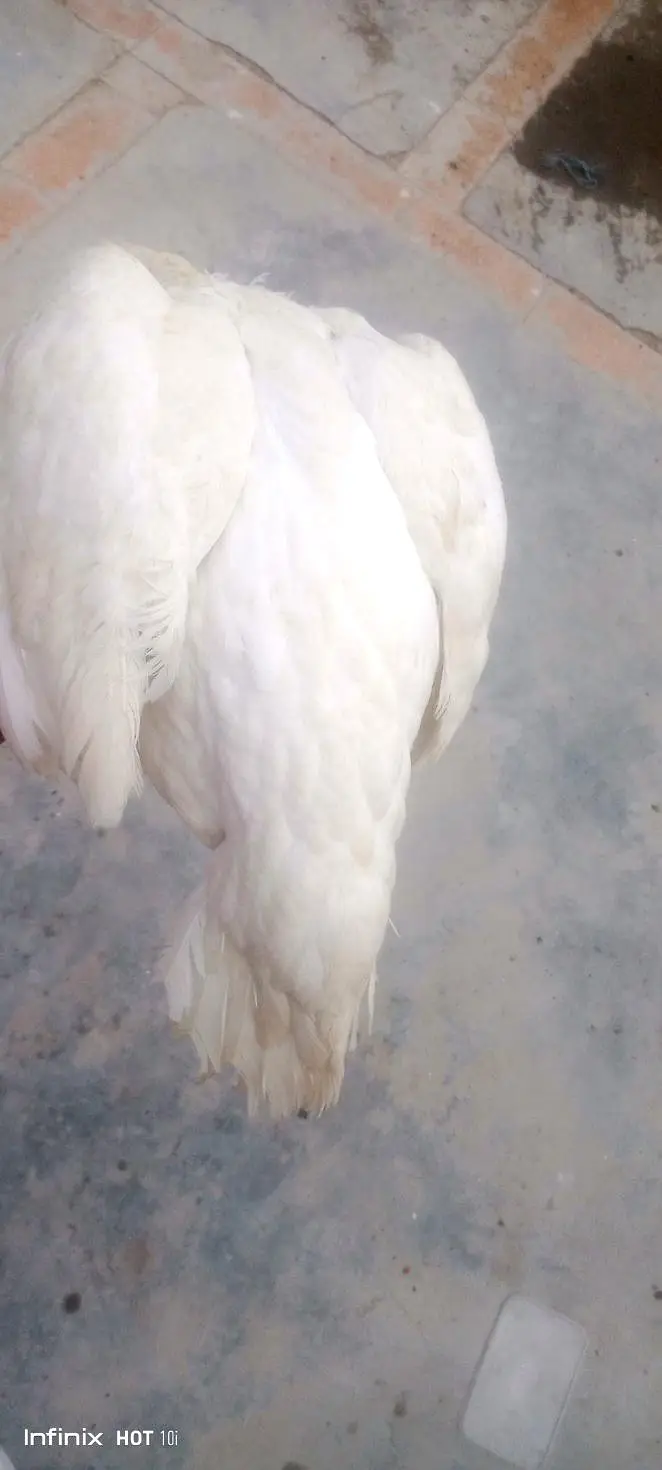 aseel Heera — photo 9