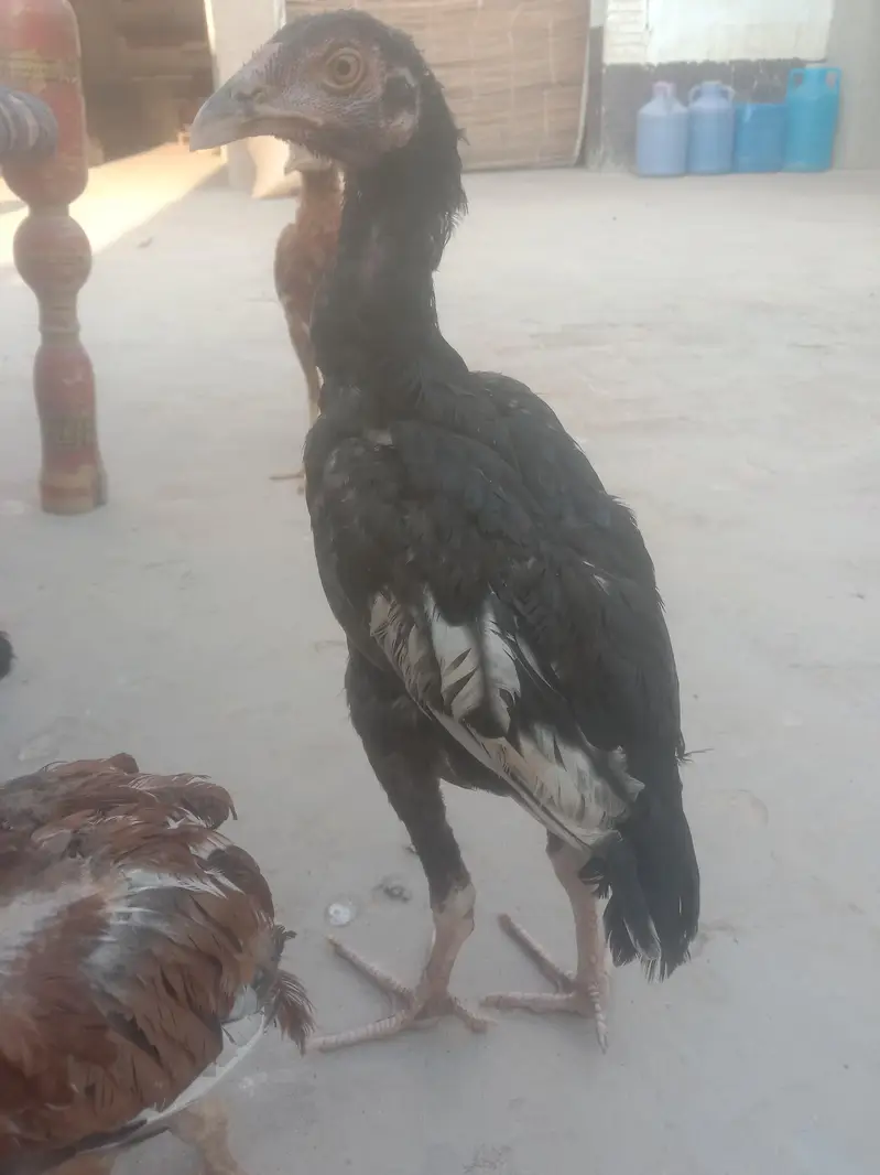 Pure Aseel pathy — photo 2