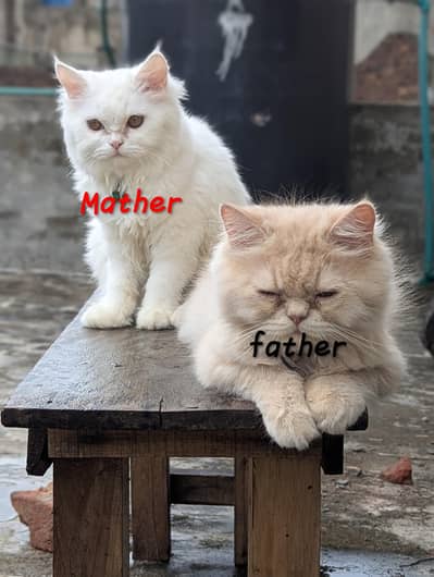 Persian punch face cats kittens