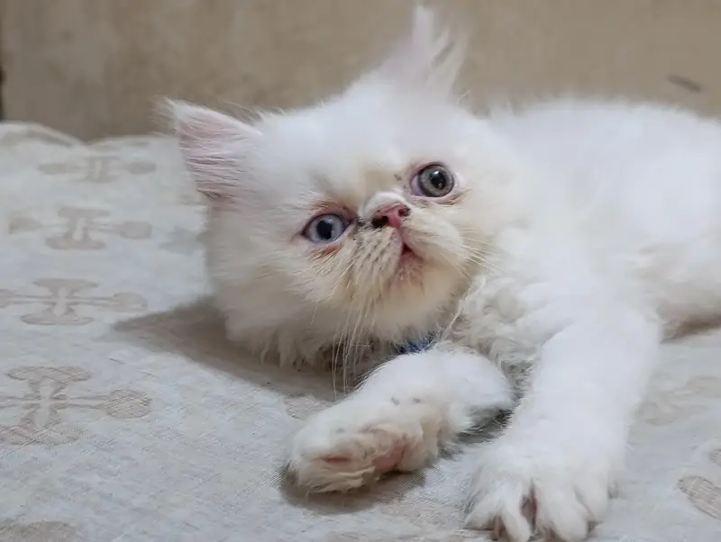 Persian punch face cats kittens — photo 3