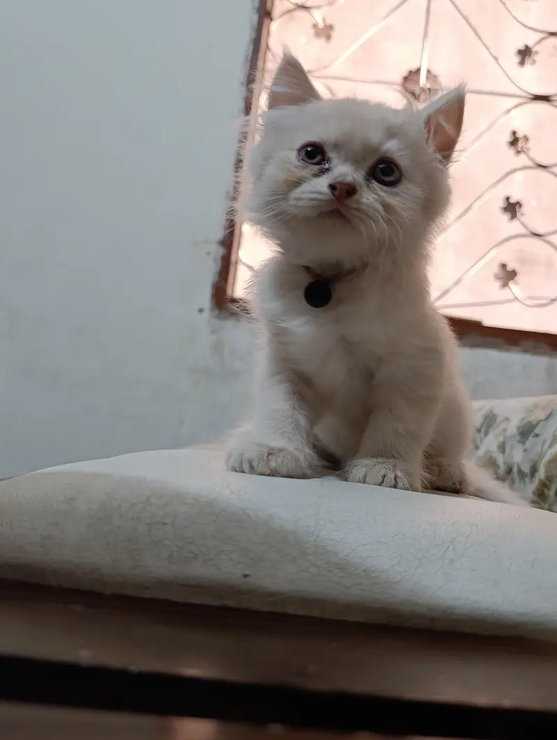Persian punch face cats kittens — photo 5