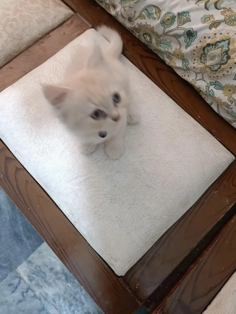 Persian punch face cats kittens — photo 6