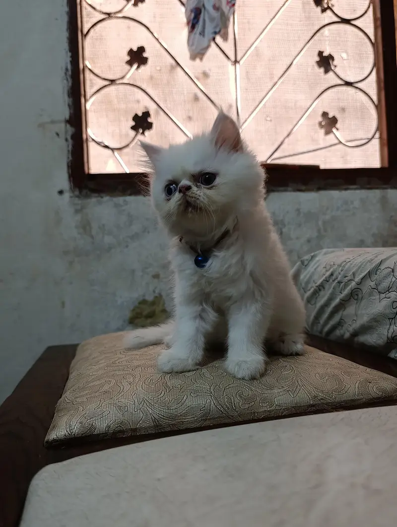 Persian punch face cats kittens — photo 8
