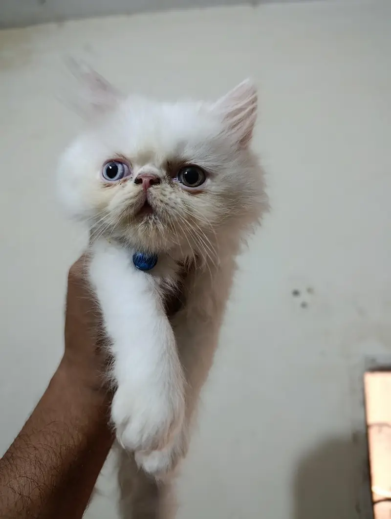 Persian punch face cats kittens — photo 9