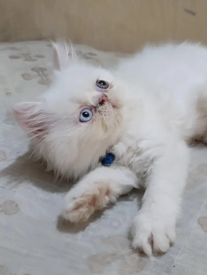 Persian punch face cats kittens — photo 10