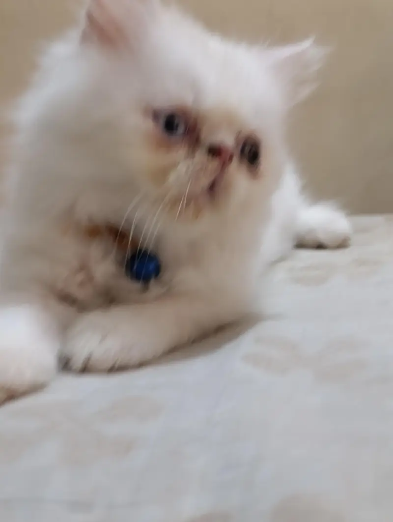 Persian punch face cats kittens — photo 11