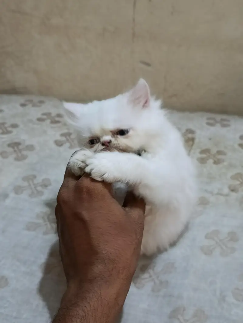 Persian punch face cats kittens — photo 12