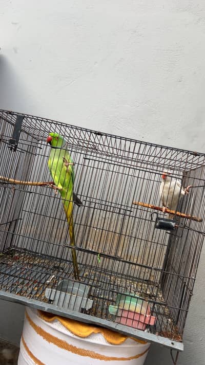 Green ringnack and wight ringnack 3 year and7 mounth age