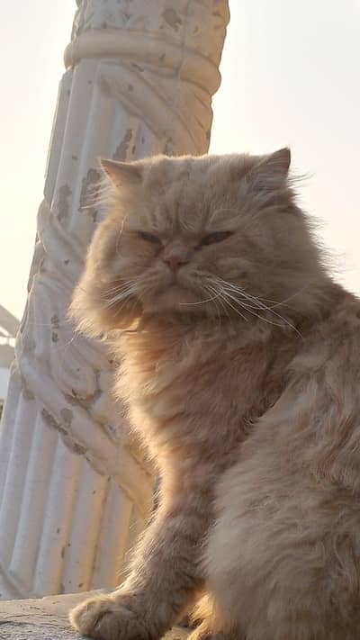 high quality female triple coat punch face