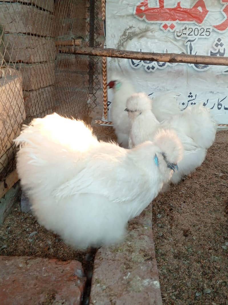 وائٹ سلکی۔ سلور پالش ۔وائٹ اورملٹی بنٹم برائے فروخت اورانڈے دستیاب ہیں 4