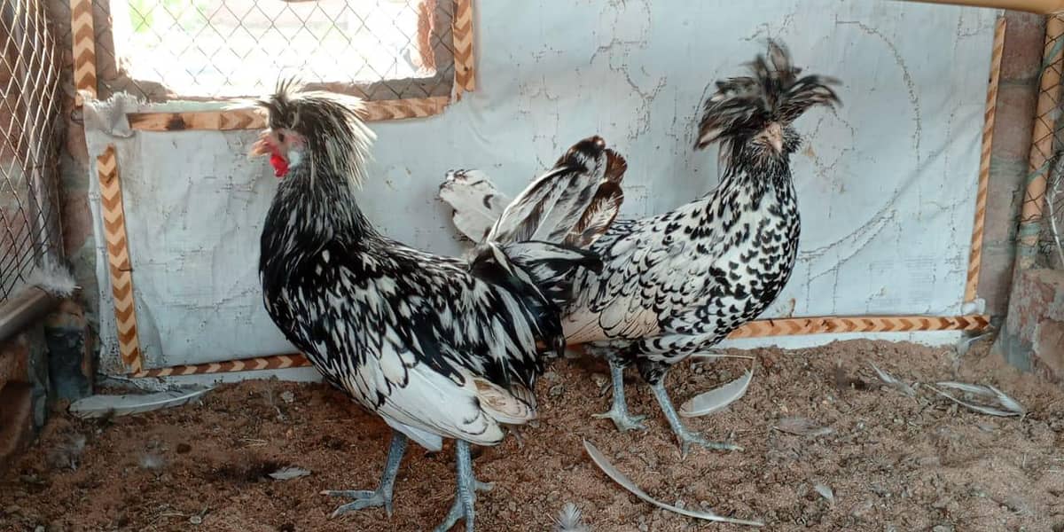 وائٹ سلکی۔ سلور پالش ۔وائٹ اورملٹی بنٹم برائے فروخت اورانڈے دستیاب ہیں 6