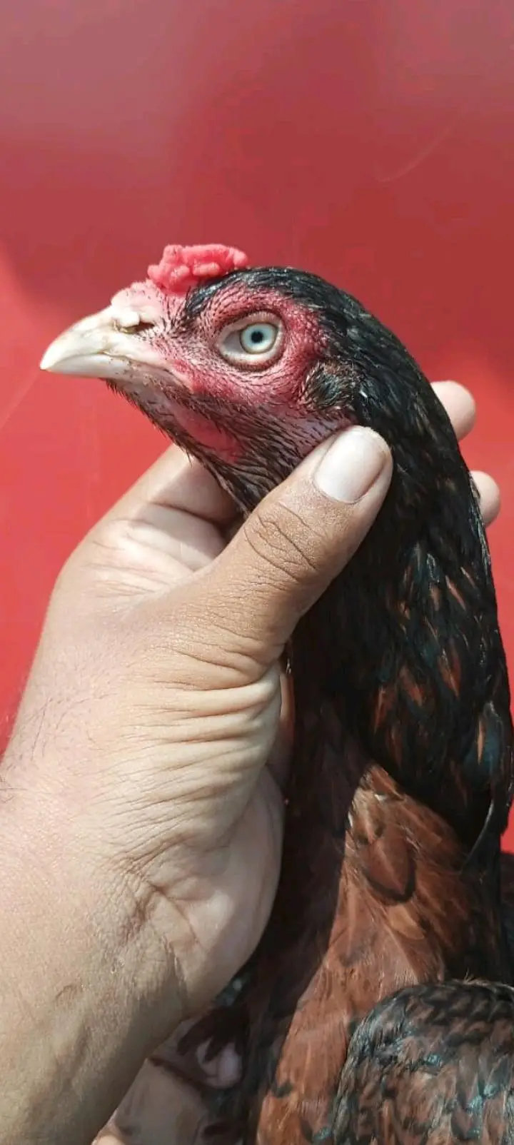 4 aseel madiya for sale ha — photo 3