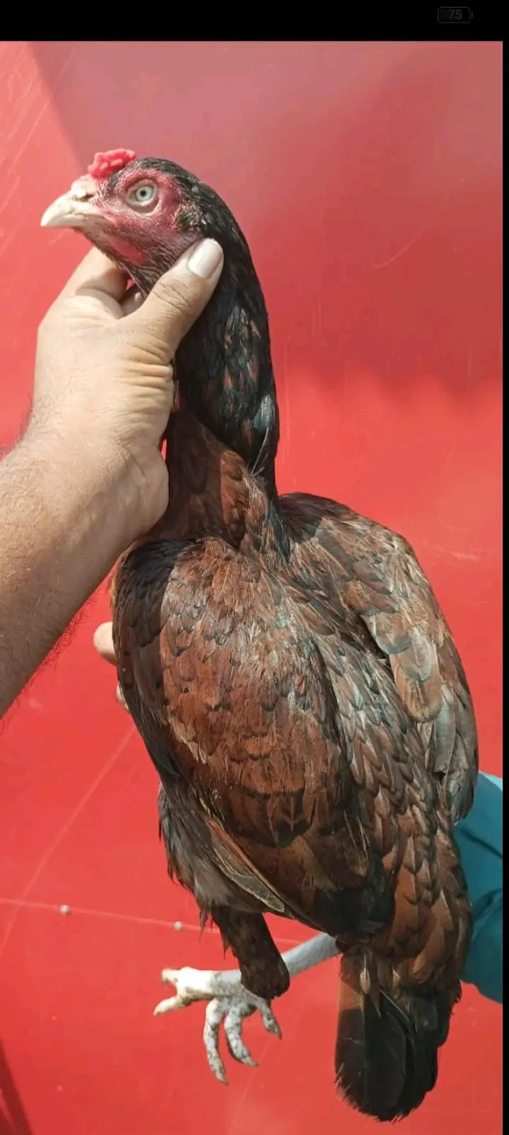 4 aseel madiya for sale ha — photo 4