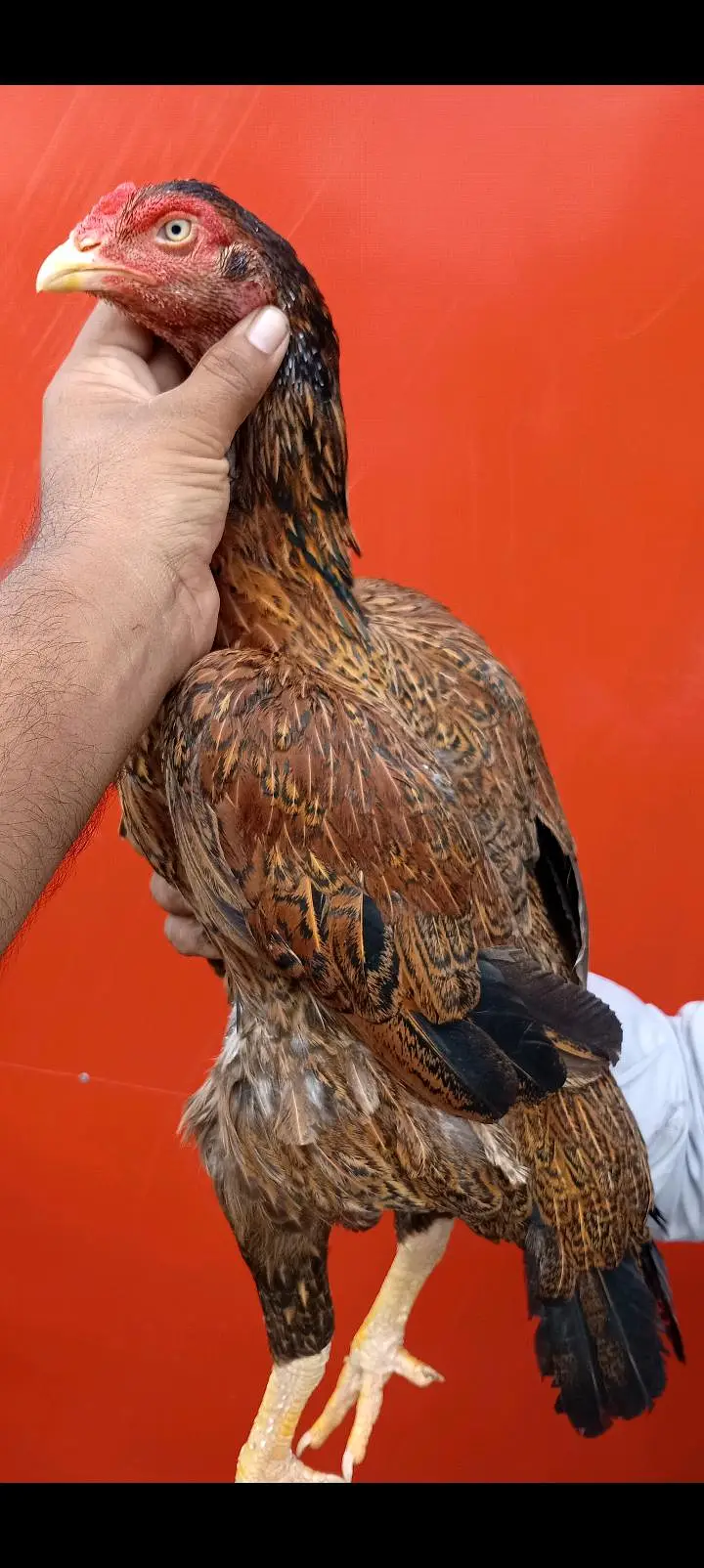 4 aseel madiya for sale ha — photo 6