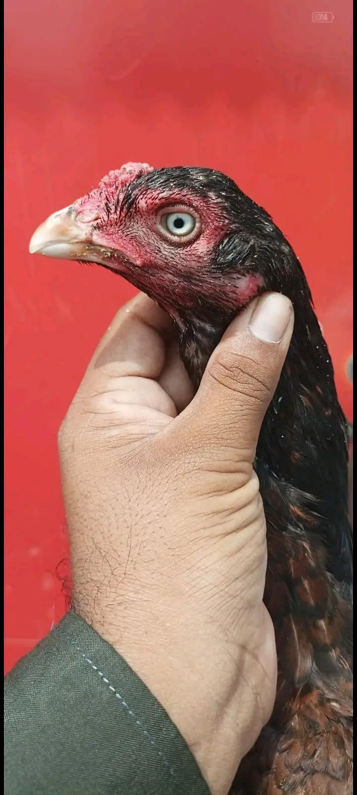 4 aseel madiya for sale ha — photo 7