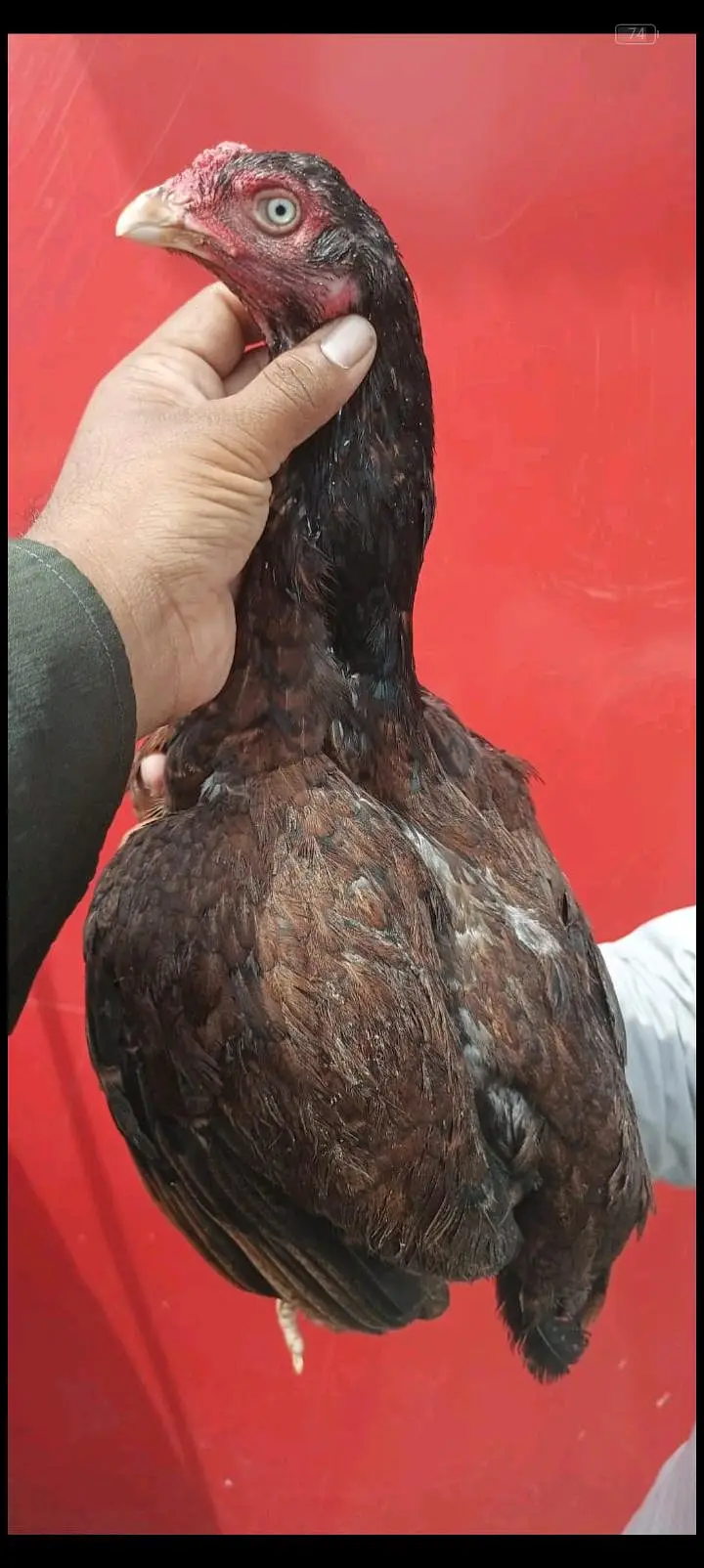 4 aseel madiya for sale ha — photo 8