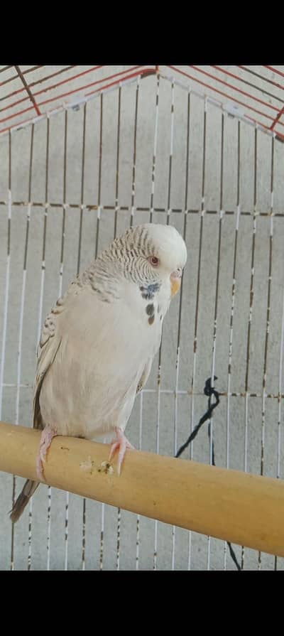 love birds breeder 2 pair exchange available with budgies pairs