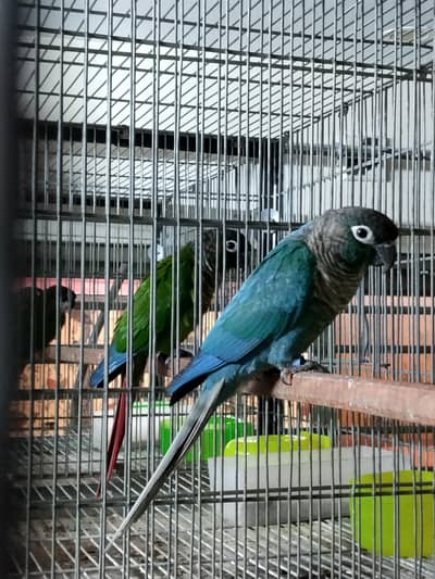 blue turquoise/torquoise bf-bc adult conure male available