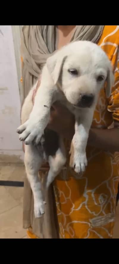 amrican labrador pup