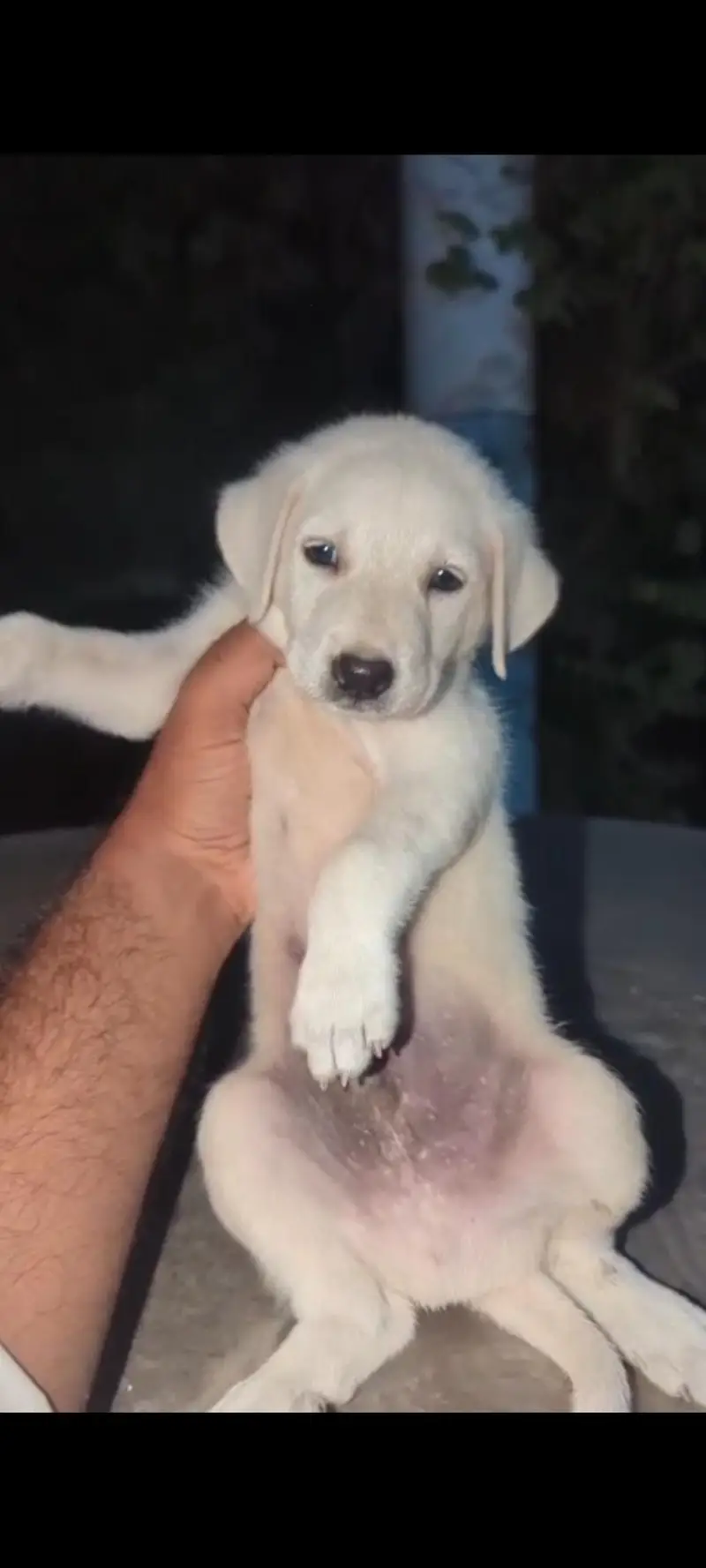 amrican labrador pup — photo 2