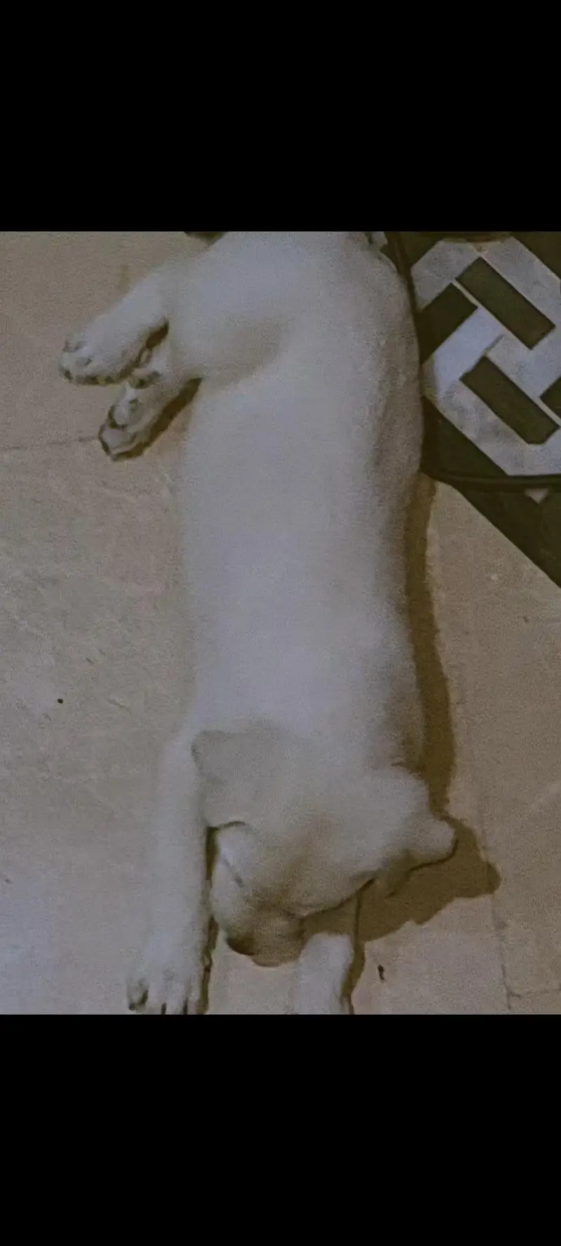 amrican labrador pup — photo 3