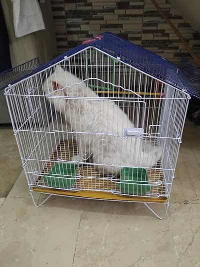 Cat for sale