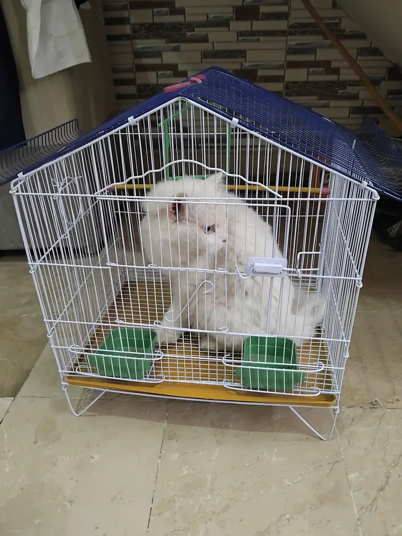 Cat for sale — photo 2