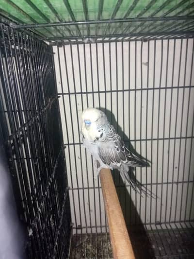 Exhibition Budgie Breeder Male (Exchange Possible with Female)
