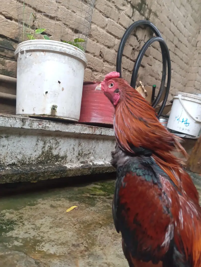 Aseel murga / Amroha aseel — photo 4