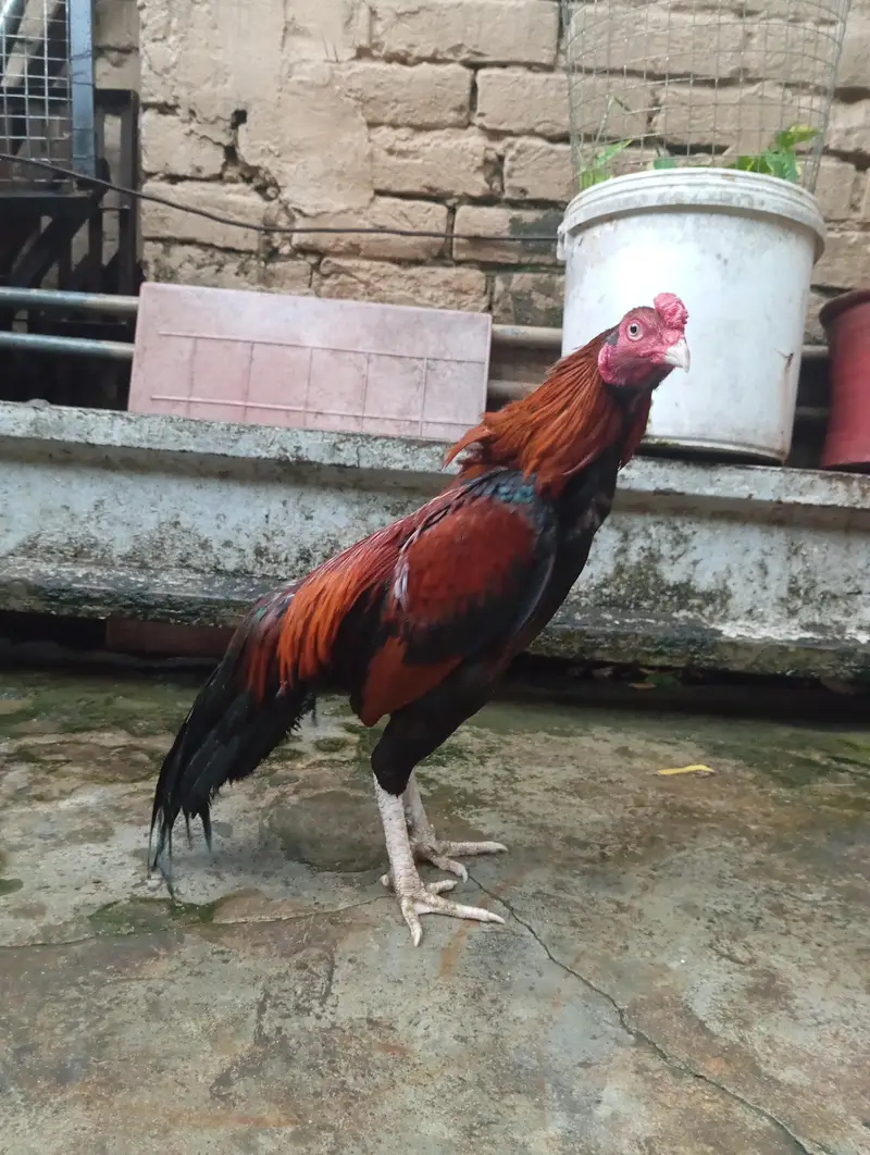 Aseel murga / Amroha aseel — photo 5