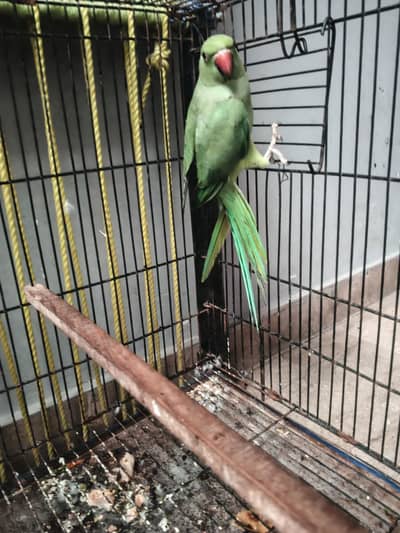 green female